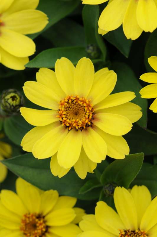 Zinnia Zahara Yellow Seeds