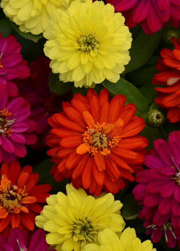 Zinnia Zahara Double Brilliant Mix Seeds