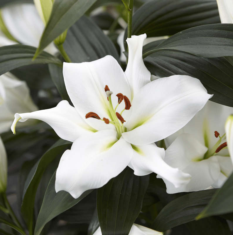 Lilium Oriental Trumpet - Zambesi - 3 bulbs p-pack