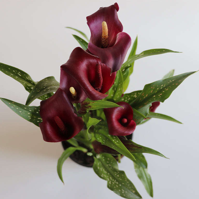 Zantedeschia (calla lily) Plant