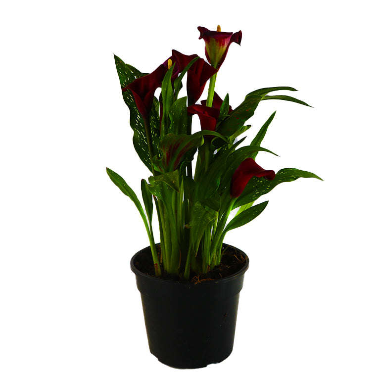 Zantedeschia (calla lily) Plant