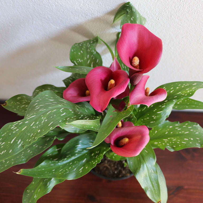 Zantedeschia (calla lily) Plant