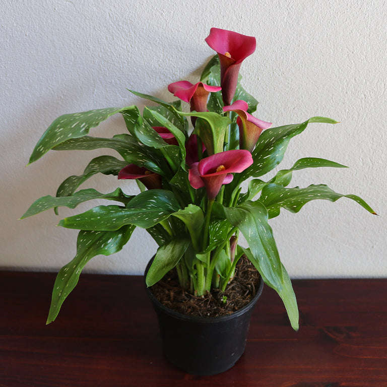 Zantedeschia (calla lily) Plant