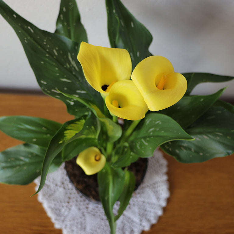 Zantedeschia (calla lily) Plant