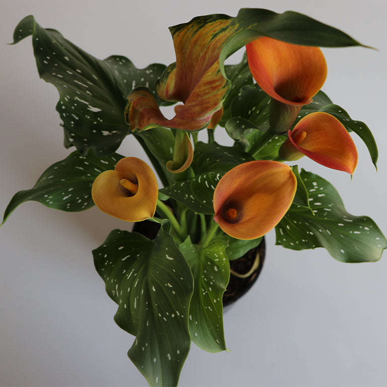 Zantedeschia (calla lily) Plant