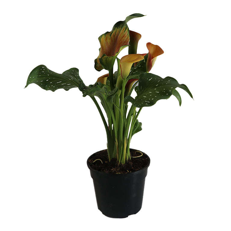 Zantedeschia (calla lily) Plant