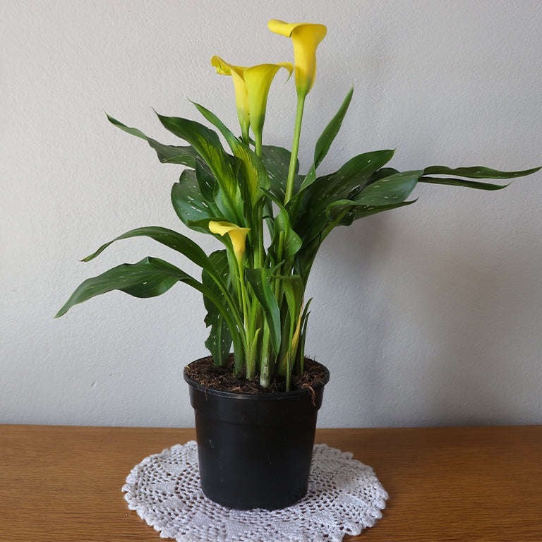 Zantedeschia (calla lily) Plant