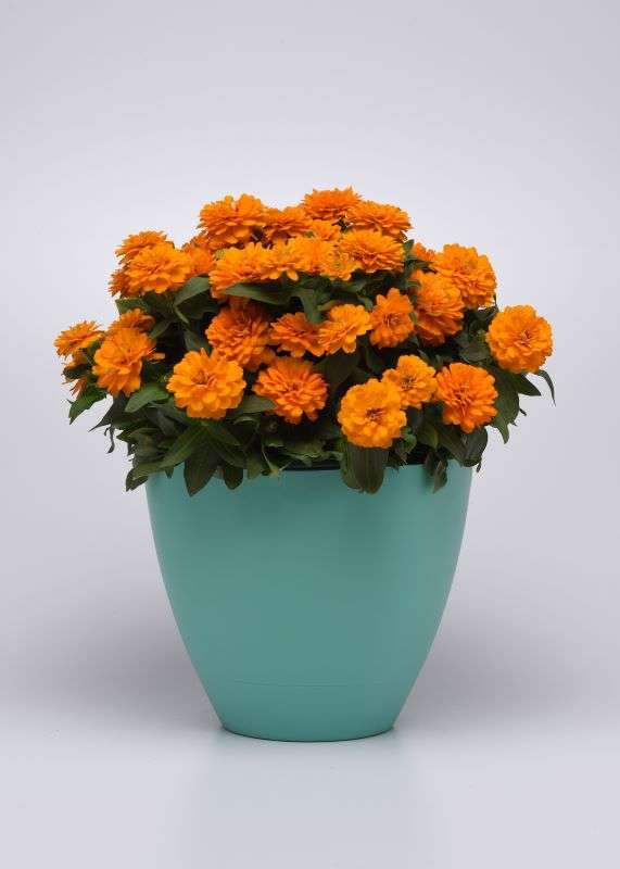 Zinnia Zahara Double Bright Orange Seeds