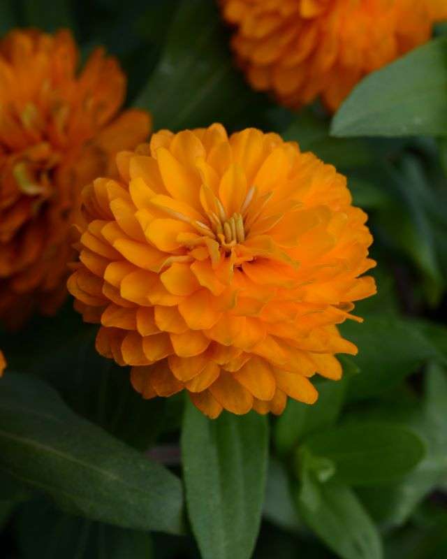 Zinnia Zahara Double Bright Orange Seeds