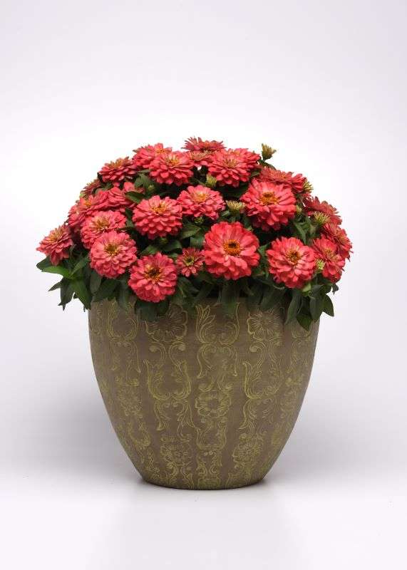 Zinnia Zahara Double Salmon Seeds