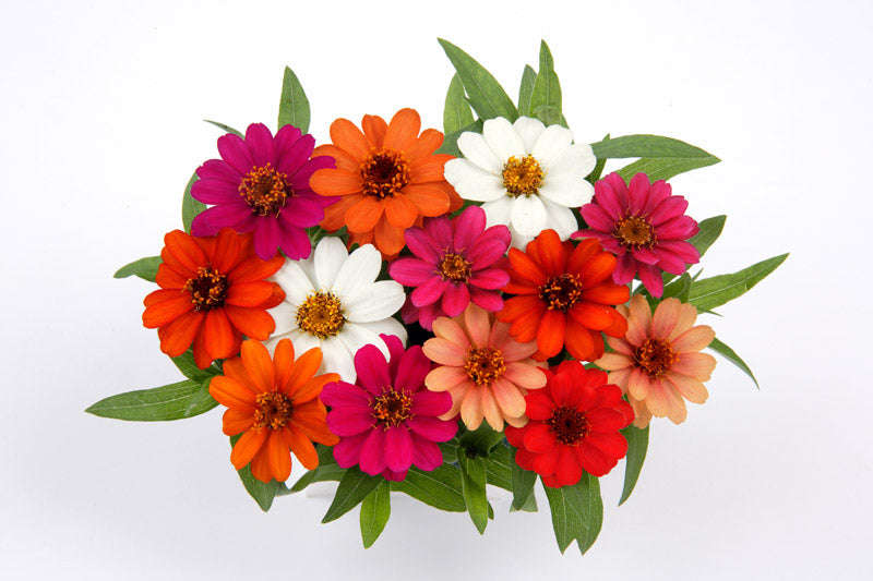 Zinnia Profusion Mix Seeds