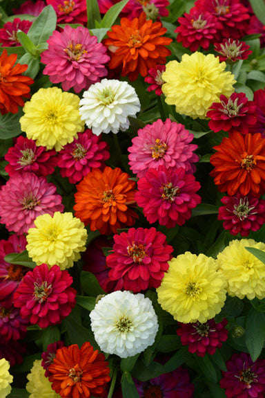 Zinnia Zahara Double Mixture Seeds