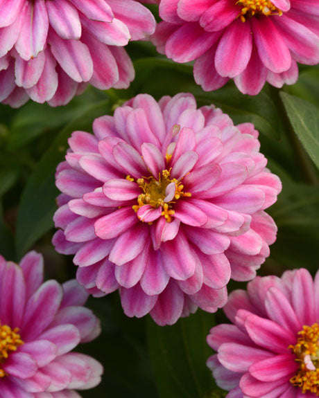 Zinnia Zahara Double Raspberry Ripple Seeds