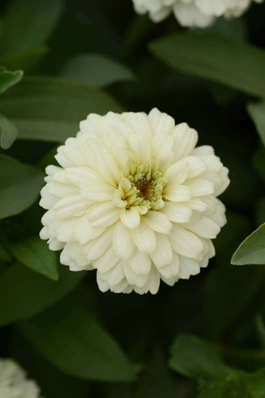 Zinnia Zahara Double White Seeds