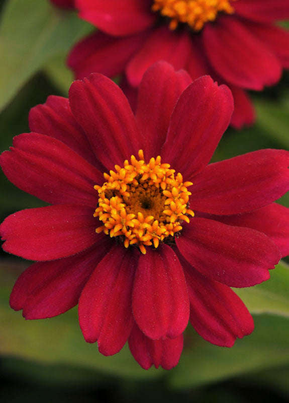 Zinnia Zahara Cherry Seeds