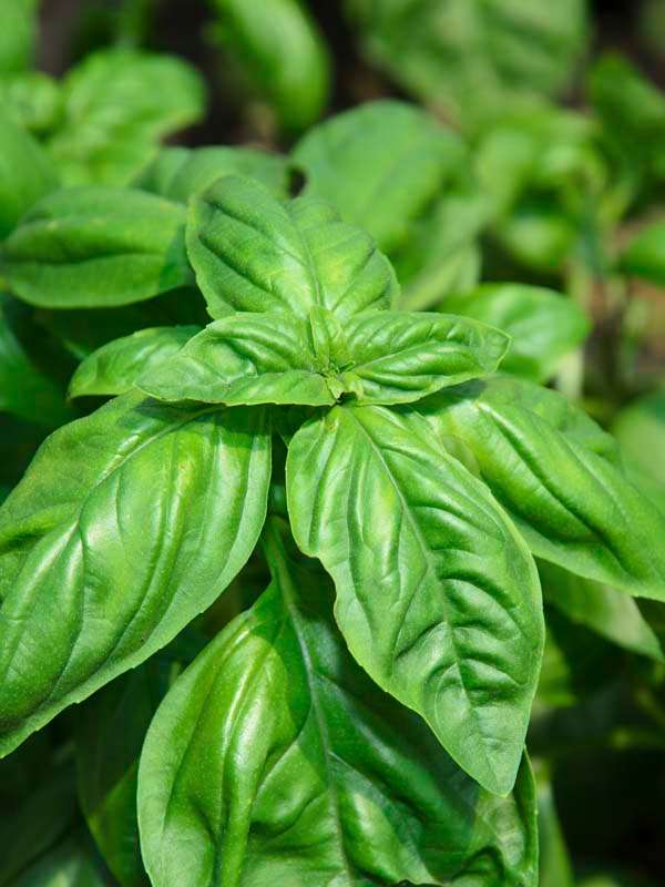 Basil Everleaf Genovese Seeds