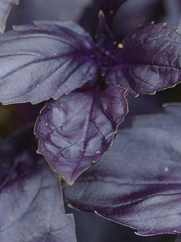 Basil Red Rubin Improved Seeds