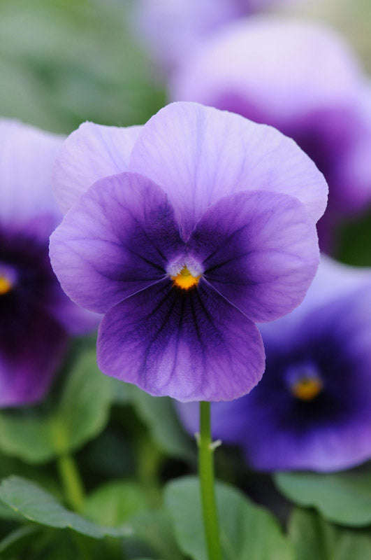 Viola Sorbet Beaconsfield Xp Seeds