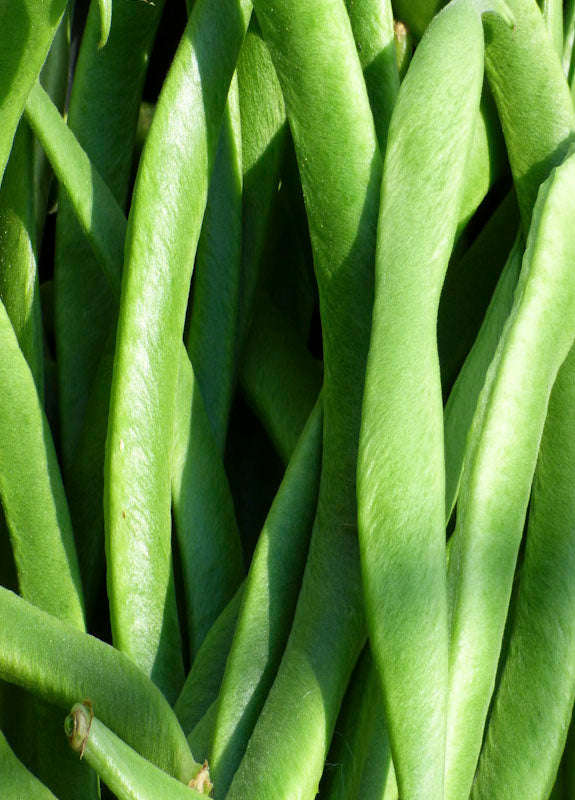 Beans Runner Lazy Housewife (Runner Variety) Seeds