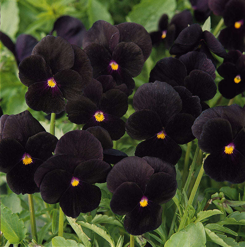 Viola Sorbet Black Delight Seeds