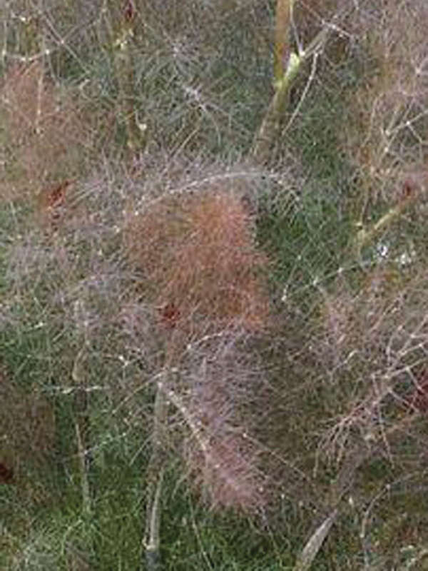 Fennel Smokey Bronze Seeds