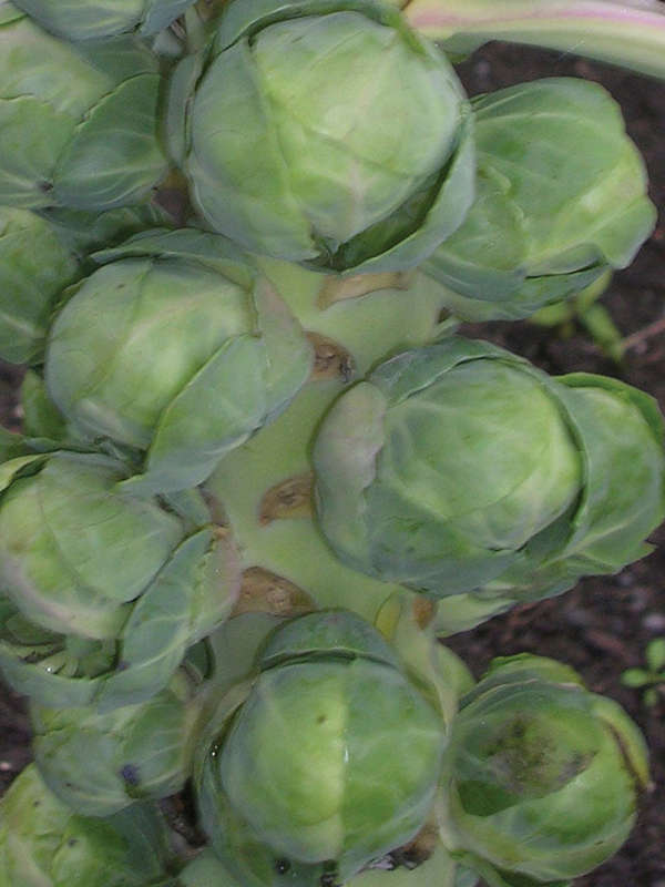 Brussel Sprouts Long Island Seeds