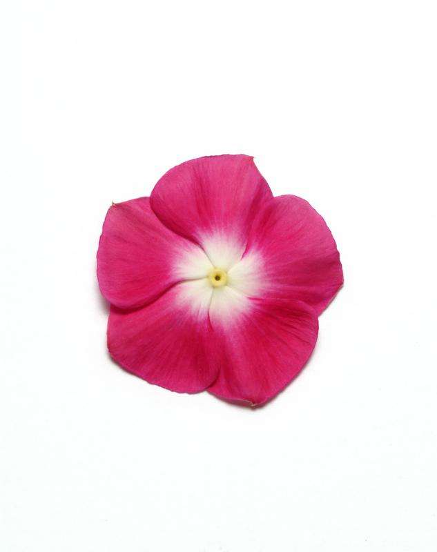 Vinca Pacifica Xp Burgundy Halo Seeds