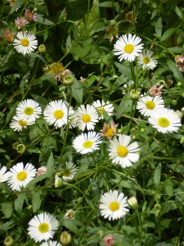Chamomile Roman Seeds