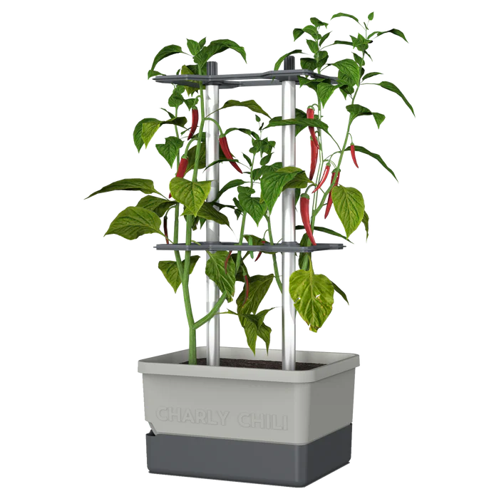 CHARLY CHILI (Self Watering Pot) + Cayenne Pepper Seed Pack