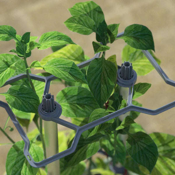 CHARLY CHILI (Self Watering Pot) + Cayenne Pepper Seed Pack