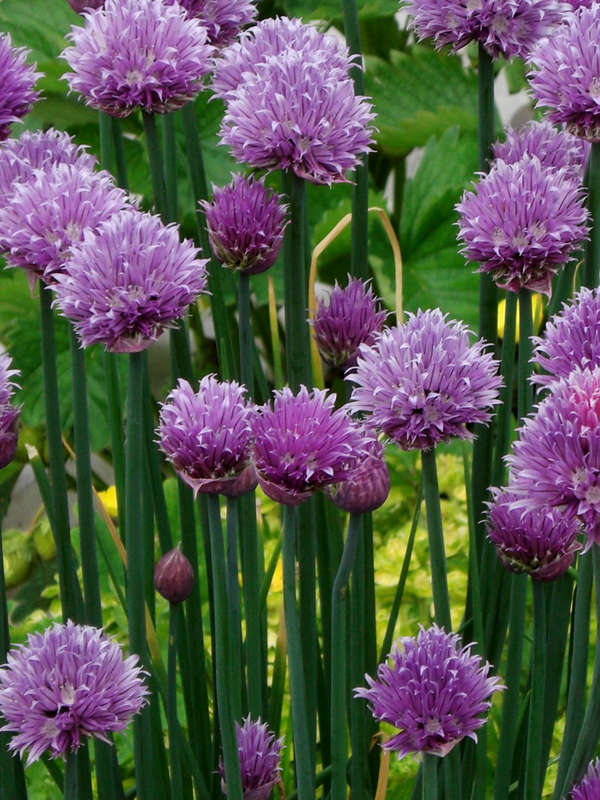Chives Medium Leaved Seeds