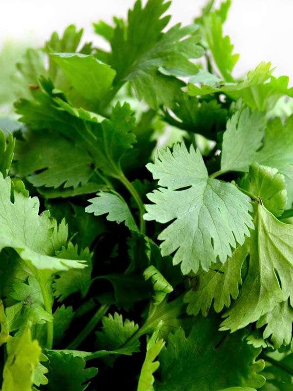 Coriander Slowbolt Seeds