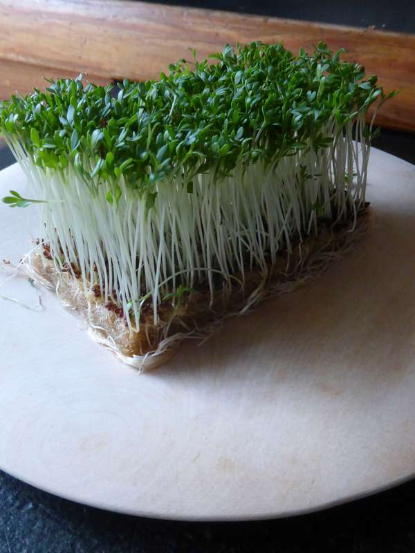 Cress Garden Common Seeds