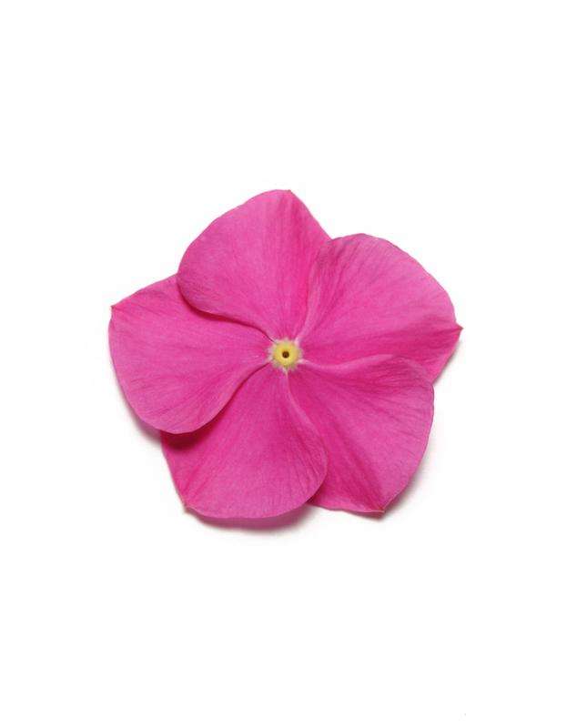 Vinca Pacifica Deep Orchid Xp Seeds