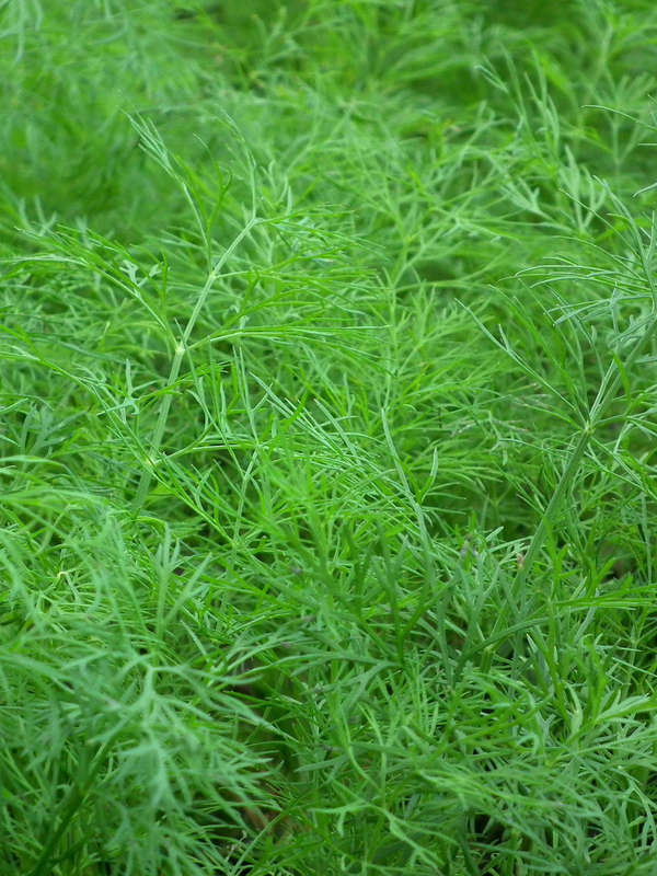 Dill Common Seeds