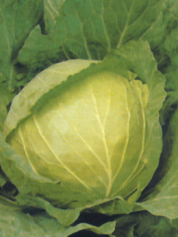 Cabbage Drumhead Seeds