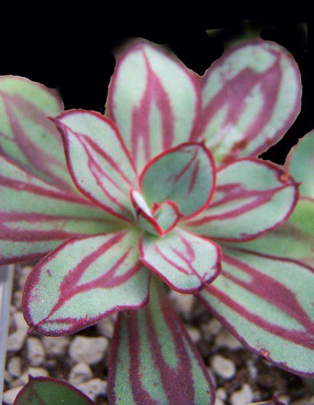 Echeveria Nodulosa Seedlings