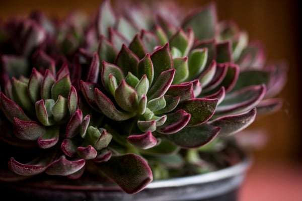 Echeveria Devotion Seedlings