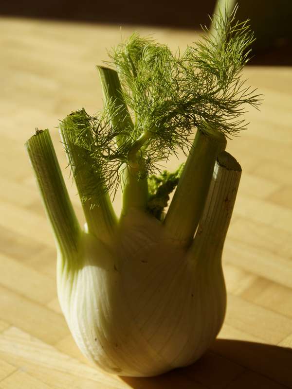 Fennel Sweet Florence Seeds