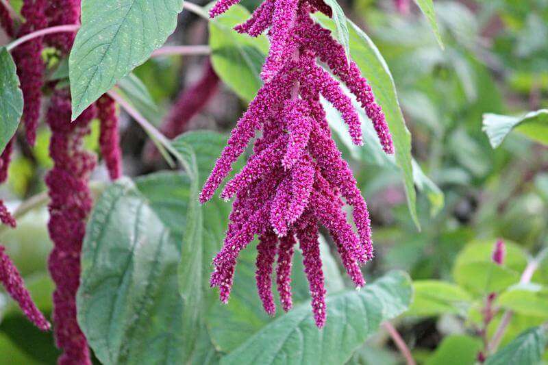 Amaranthus Caudatus Red Seed
