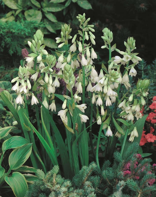 Galtonia - Candicans - 7 bulbs