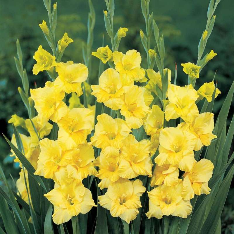 Gladioli - Yellow - 10 bulbs