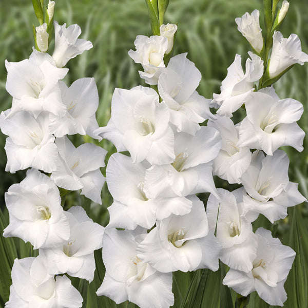 Gladioli - Bangladesh - 10 bulbs