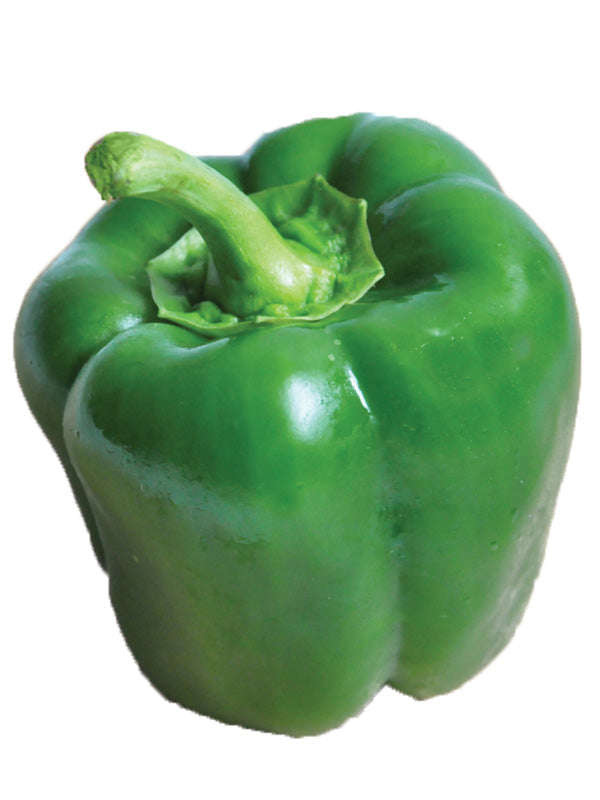Capsicum California Wonder - Green Bell Pepper Seeds