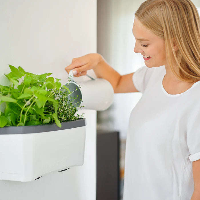 HARRY HERBS (Self Watering Pot) + FREE Assorted Herb Seeds