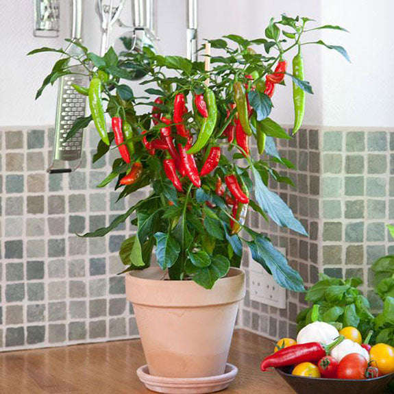 Capsicum Pot Pepper Fajita - Chili Seeds