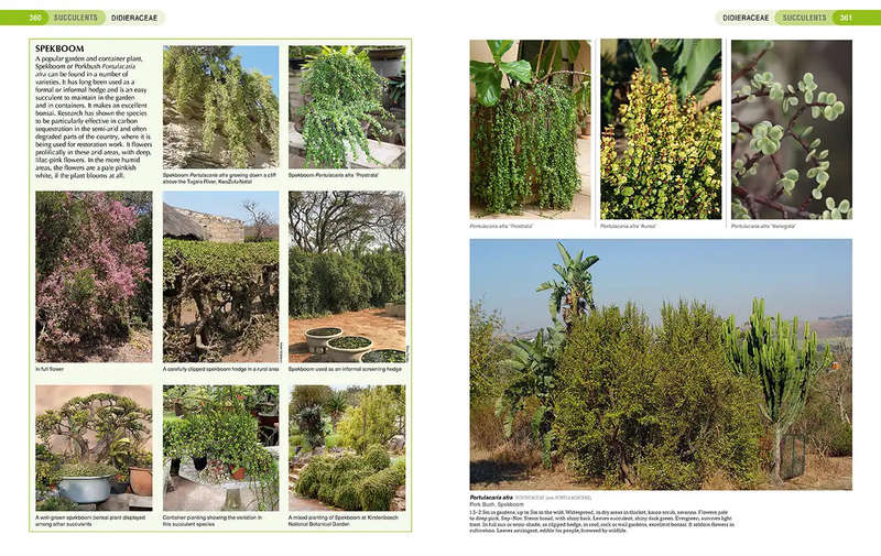 South African Indigenous Garden Plants: The Gardeners Guide