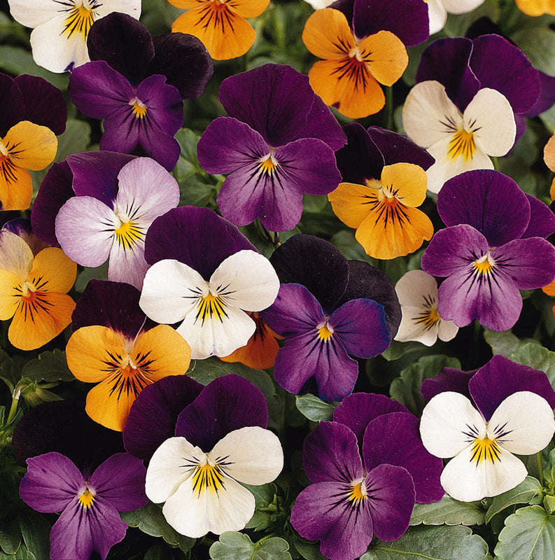 Viola Sorbet Jump Up Mix Xp Seeds