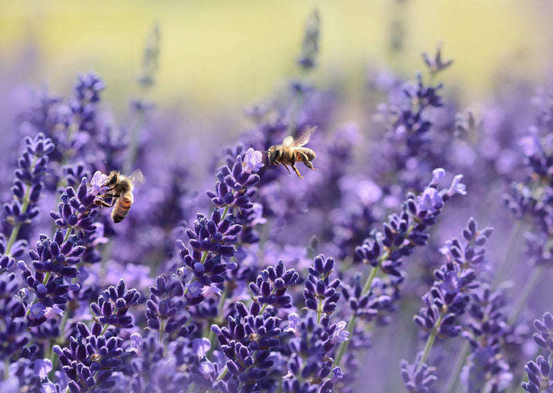 Lavender True Lavender Seeds