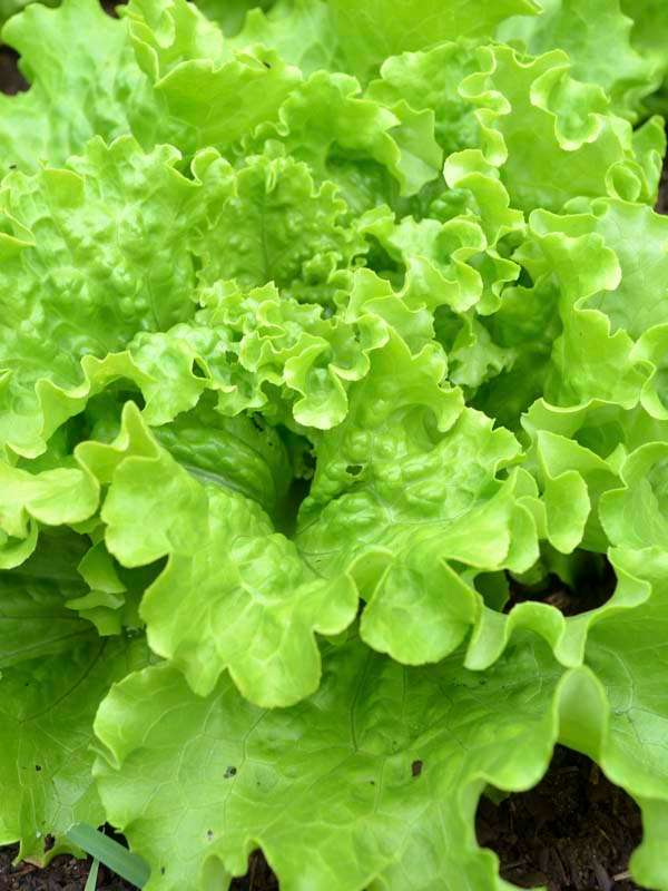 Lettuce Blond De Paris Seeds